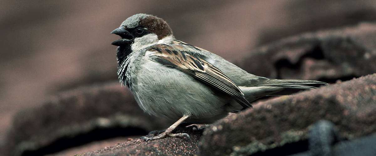 Spatz beim Tschilpen