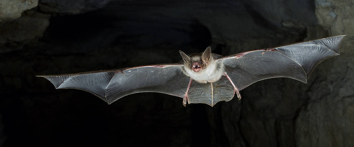 Fliegende Fledermaus mit ausgestreckten Flügeln