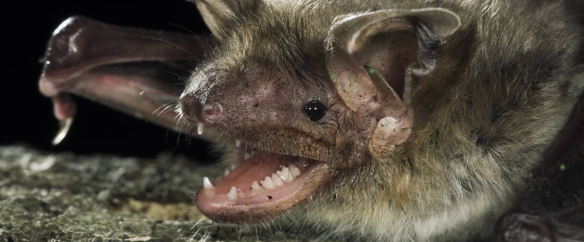 Fledermaus Gesicht mit Zähnen