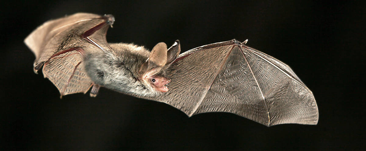 Fledermaus fliegend