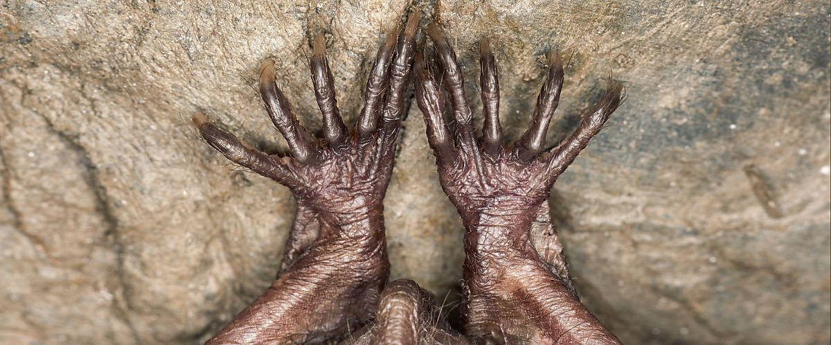 Fledermaus Krallen oder Füße