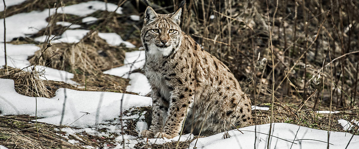 aussehen_fell_slider_alle_4000x1660_luchs_fell-3