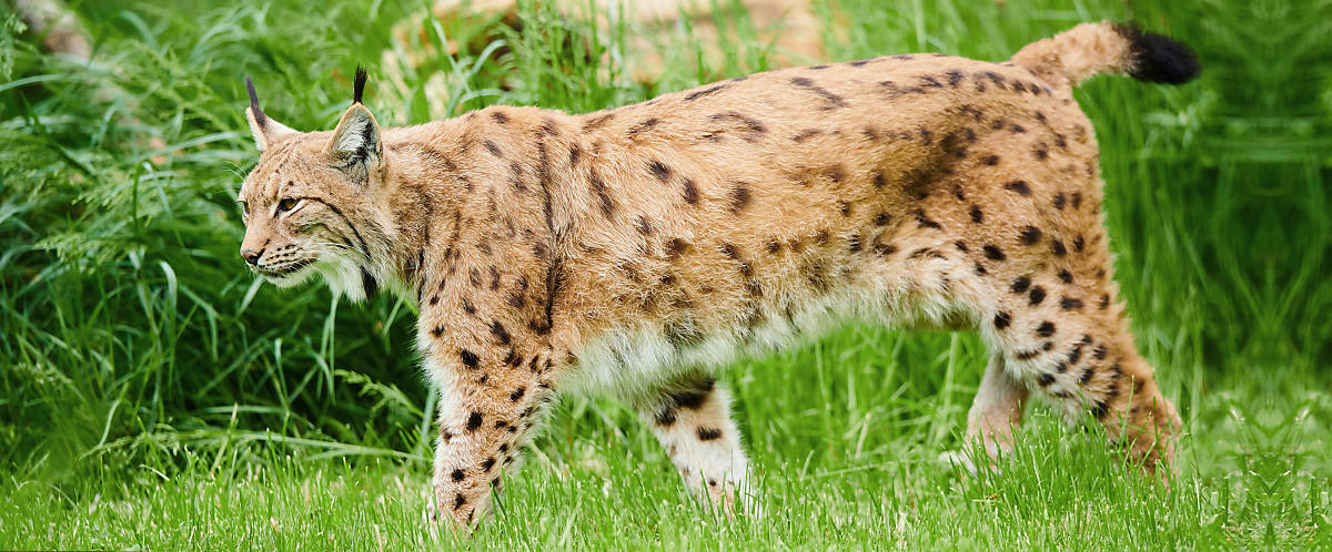 aussehen_fell_slider_alle_4000x1660_luchs_fell-2