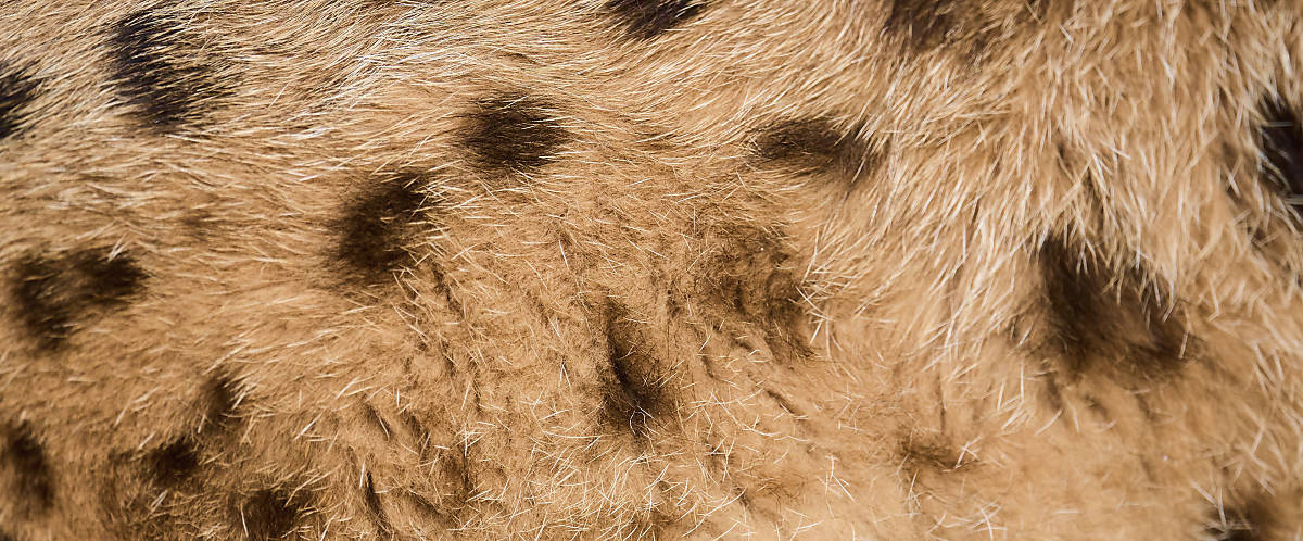 aussehen_fell_slider_alle_4000x1660_luchs_fell-1