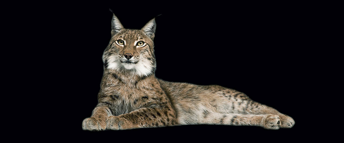 Luchs liegend