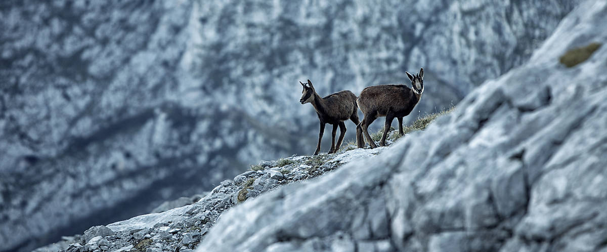 Gämsen stehend auf einem Hochgebirge