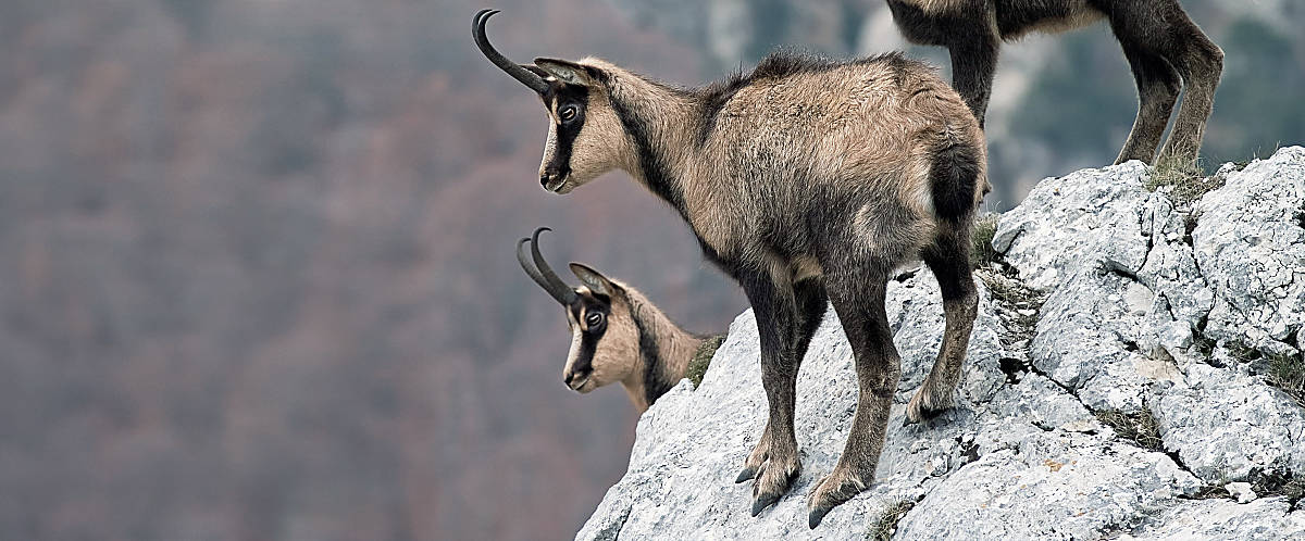 Gämsen im Hochgebirge