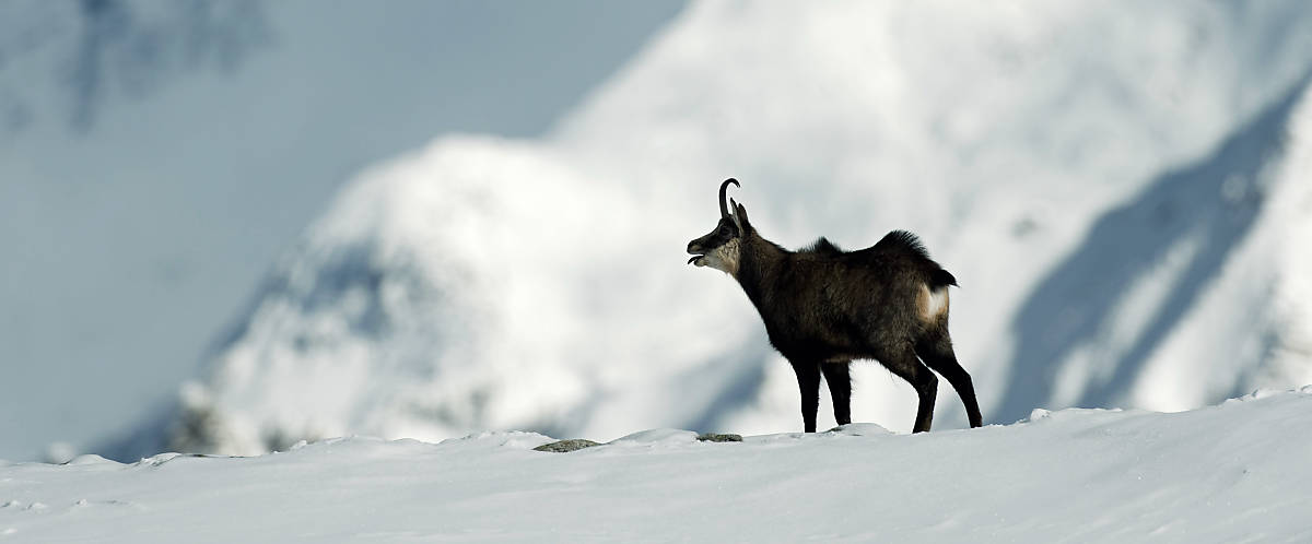 Gämse stehen auf einem mit Schnee bedeckten Hochgebirge