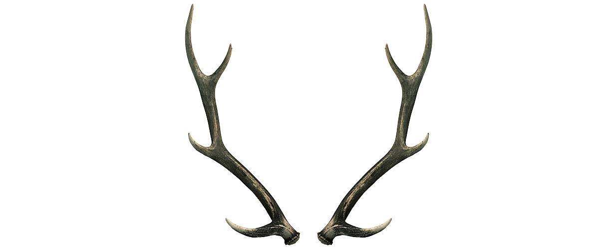 Geweih eines Rothirsch