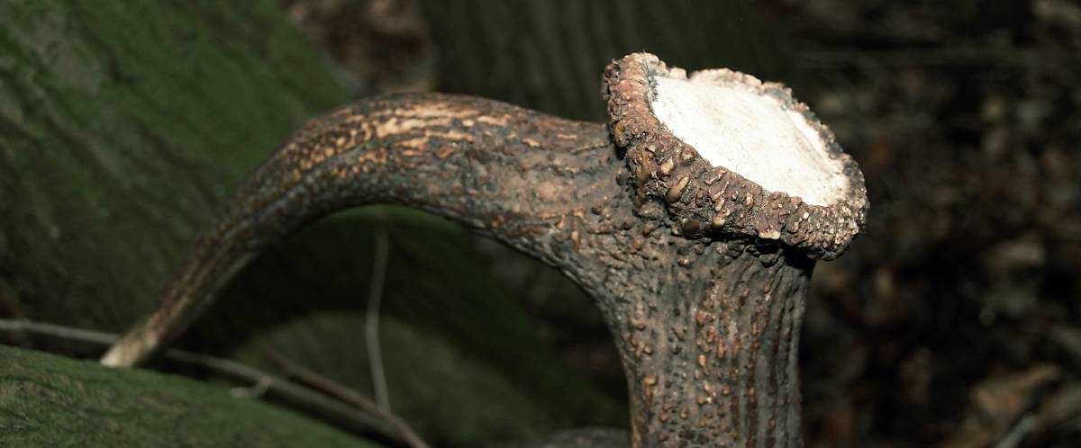 Rothirsch Abwurfstange im Wald