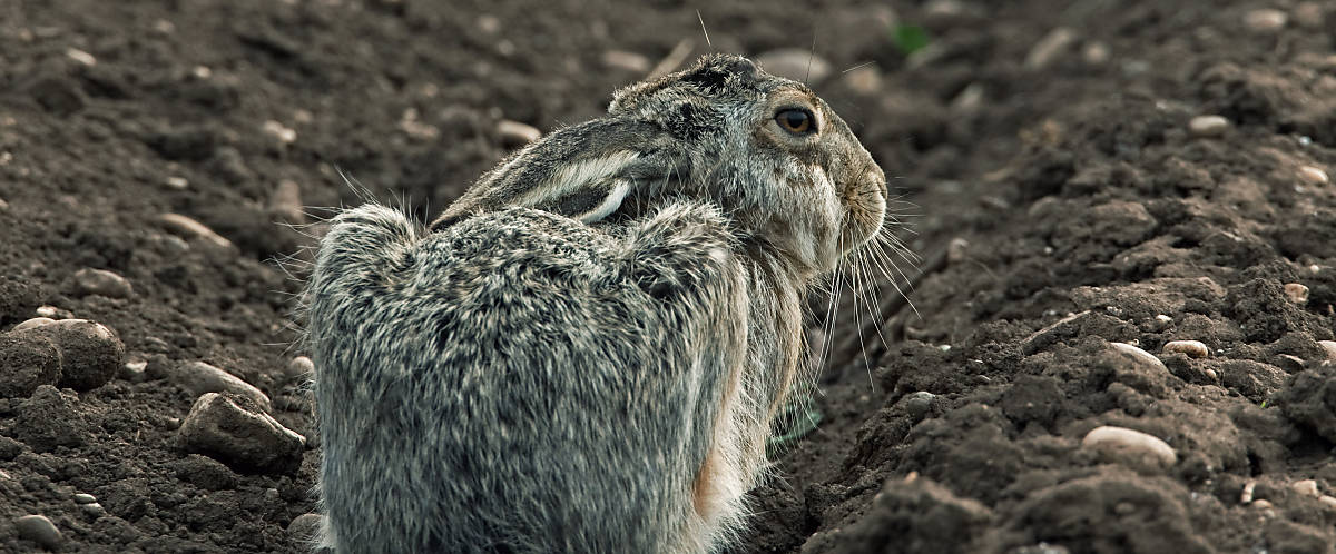 Feldhase auf Acker
Fotoquelle: Arco Images / ALIMDI.NET