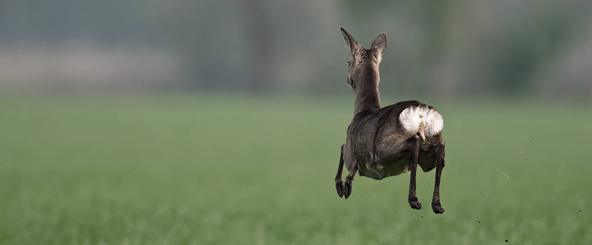 Merkmale Reh Behaarung grau