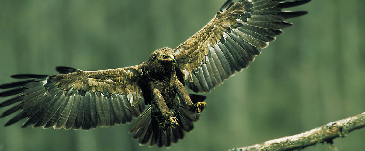 Schreiadler mit ausgebreiteten Flügeln