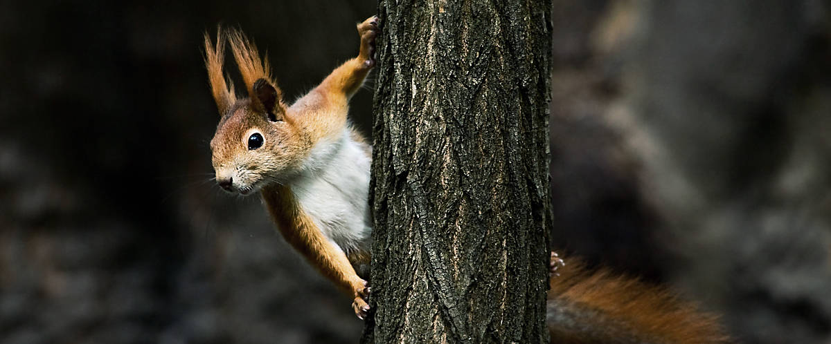 Merkmale Eichhörnchen Fellfarbe rot-weiß
Fotoquelle: Arco Images / NPL