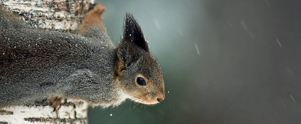 Eichhörnchen Merkmale Fellfarbe grau braun
Fotoquelle: Arco Images / NPL