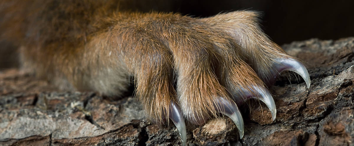 Merkmale Eichhörnchen Hinterbeine mit Krallen
Fotoquelle: Arco Images / NPL