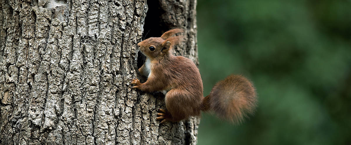 Merkmale Eichhörnchen Hinterbeine
Fotoquelle: Arco Images / NPL