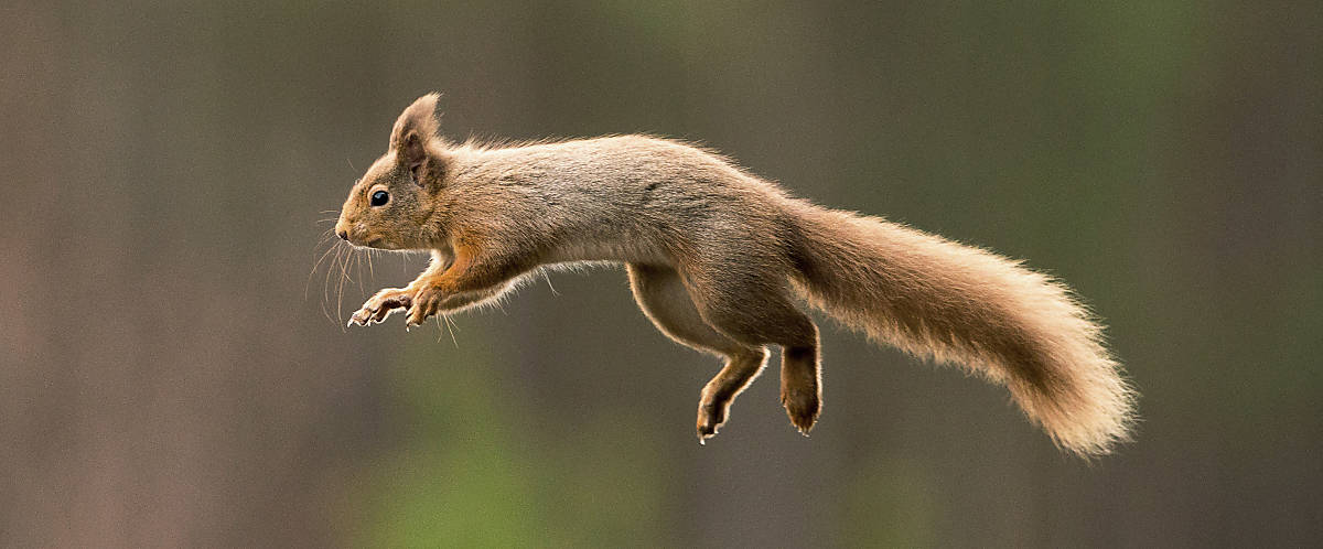 Merkmale Eichhörnchen hell-brauner Schwanz
Fotoquelle: Fotoquelle: Arco Images / NPL