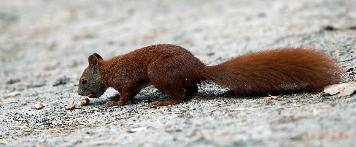 Merkmale Eichhörnchen rot-brauner Schwanz
Fotoquelle: Arco Images / NPL