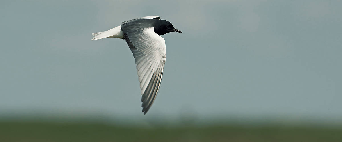 Sumpfseeschwalbe im Flug