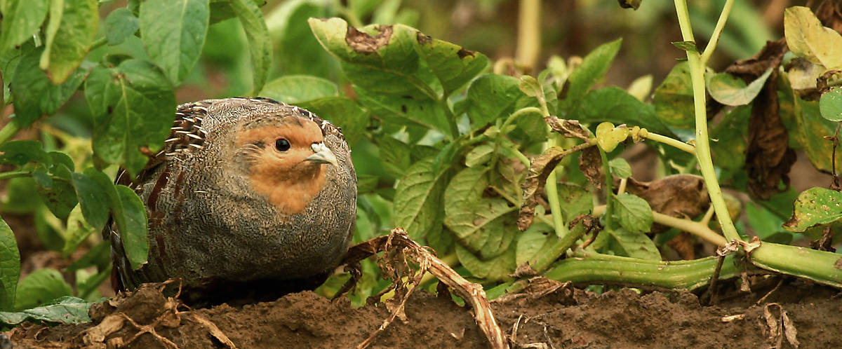 merkmale_verhalten_steckbrief_rebhuhn_merkmale-verhalten_2