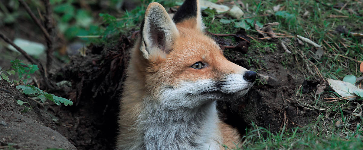 merkmale_bau_steckbrief-fuchs_merkmale_bau_slider_1