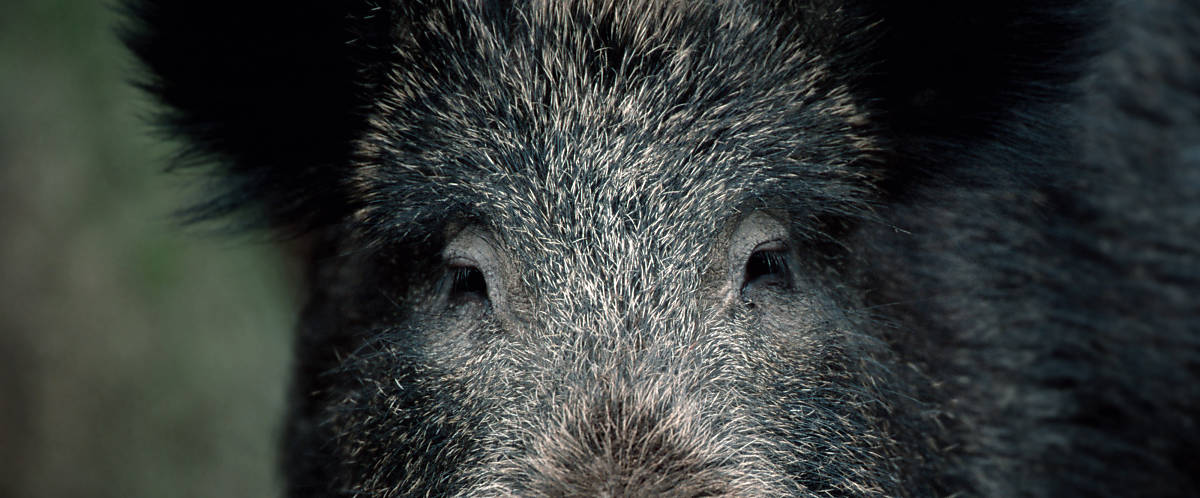 Wildschwein Augen