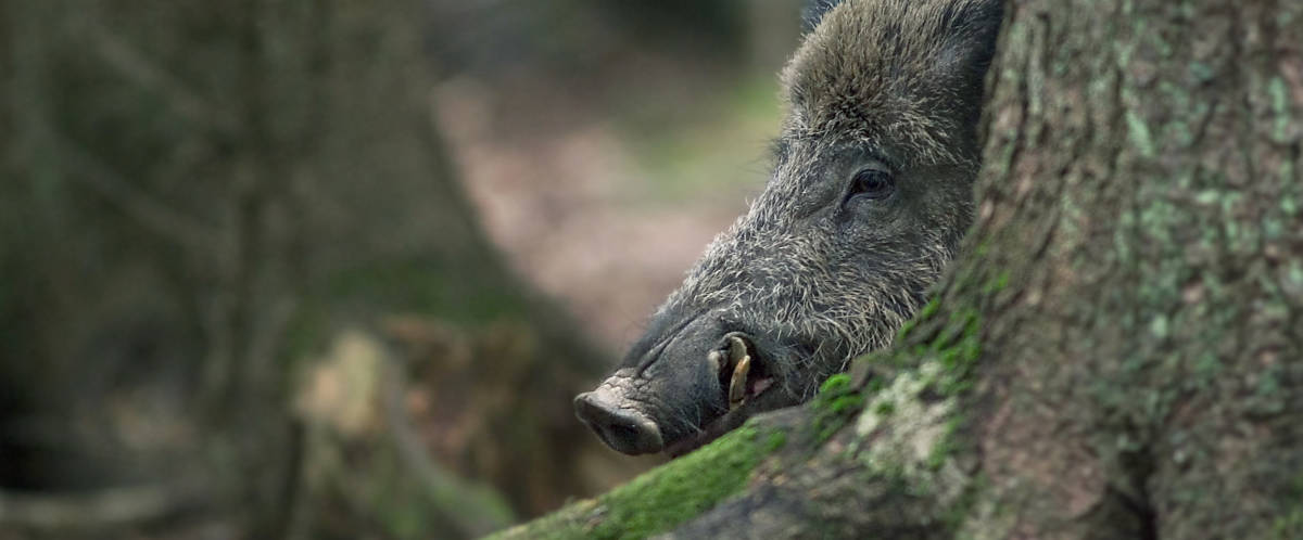 Wildschwein Eckzähne