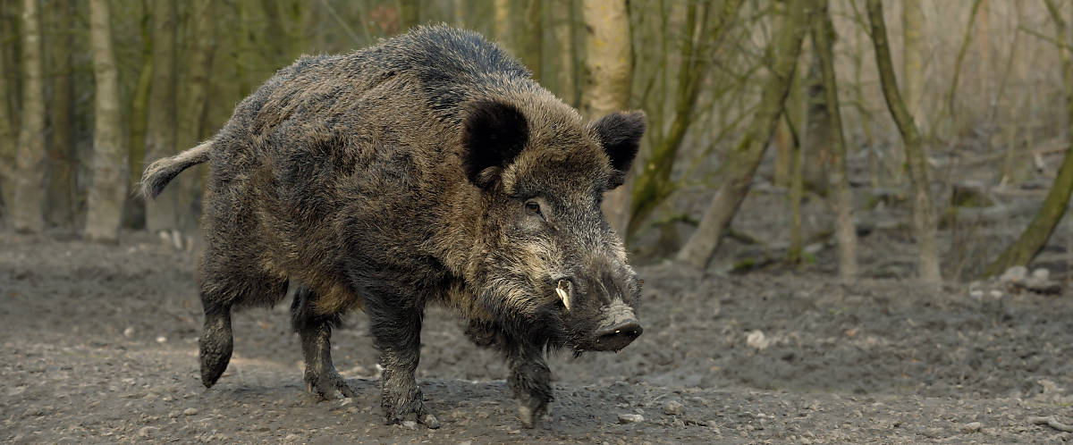Fell Wildschwein