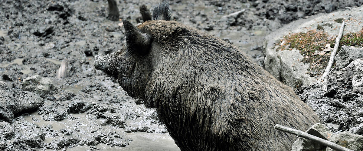 Wildschwein beim suhlen