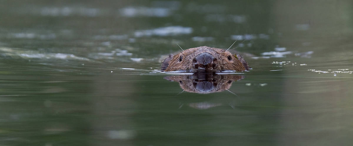 Foto: Arco Images / Bruno D'Amicis / naturepl.com