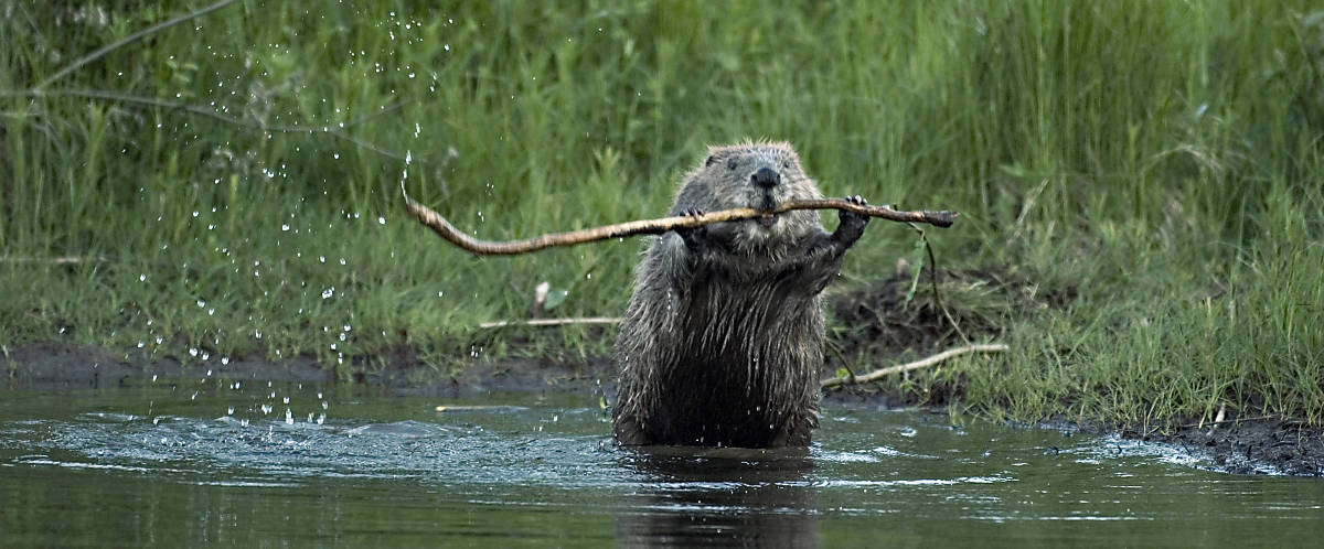 Fotoquelle: Arco Images / Orsolya Haarberg / naturepl.com