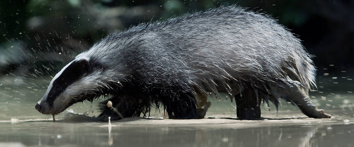 Fotoquelle: Arco Images / Klaus Echle / naturepl.com