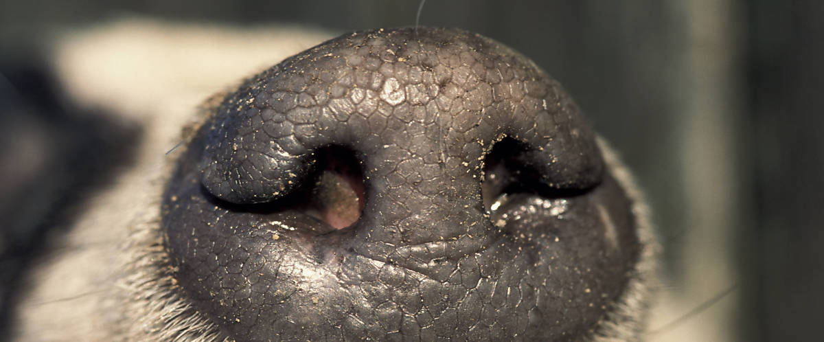 Fotoquelle: Arco Images / Colin Seddon