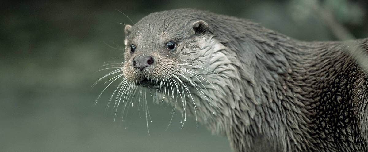 merkmale_fell_steckbrief_fischotter_merkmale_fell_slider_3