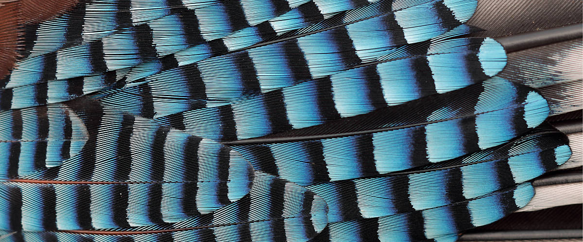 Fotoquelle: Arco Images / FLPA/Robin Chittenden