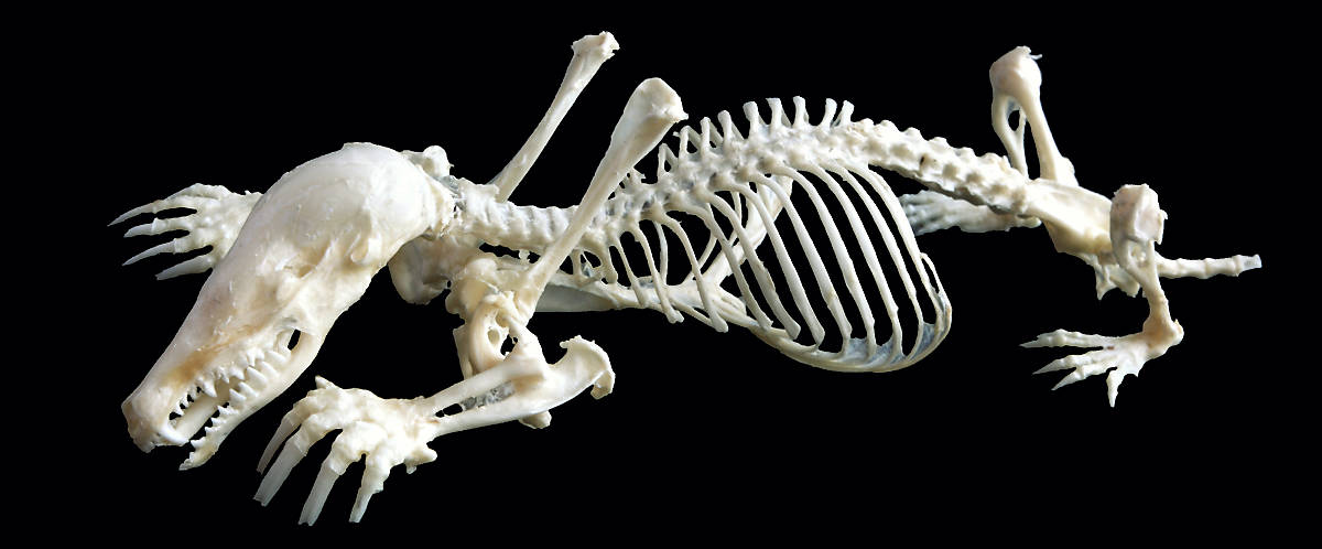 merkmale_anatomie_steckbrief_maulwurf_merkmale_anatomie_1