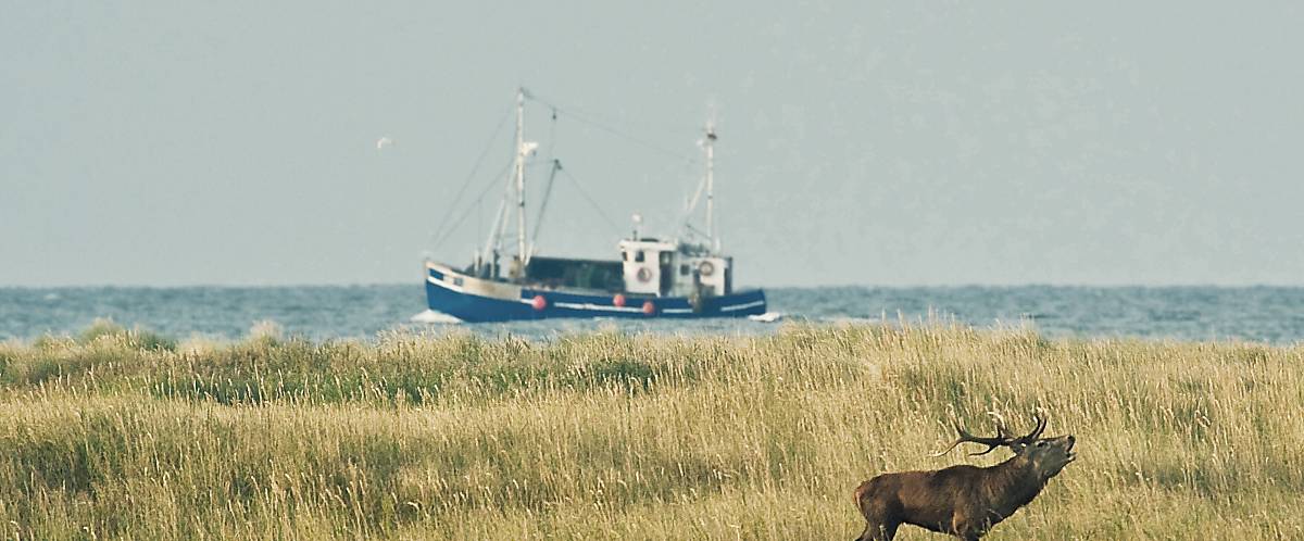 Hirsch vor einem Schiff