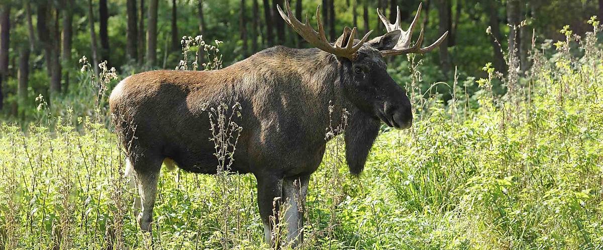 Europäischer Elchbulle (Alces alces)