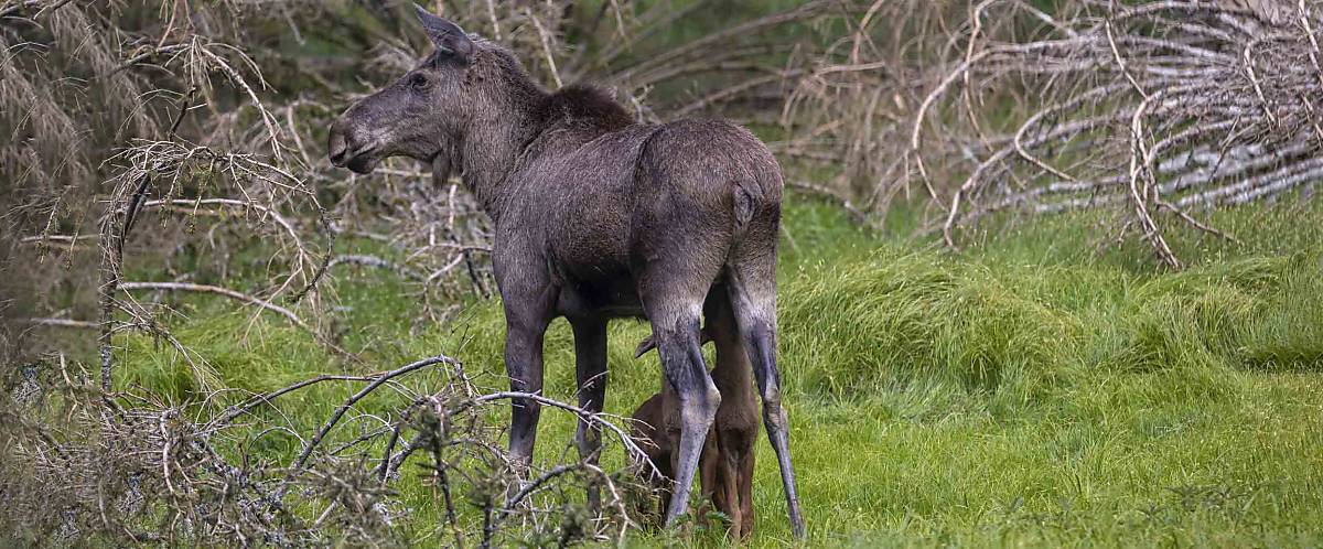 Zwei Elchjunge werden von ihrer Mutter, Alces alces, gesäugt (8 Tage alt)