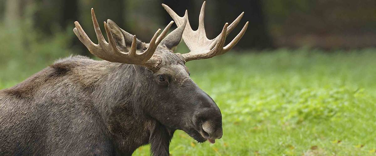 Europäischer Elch (Alces alces)