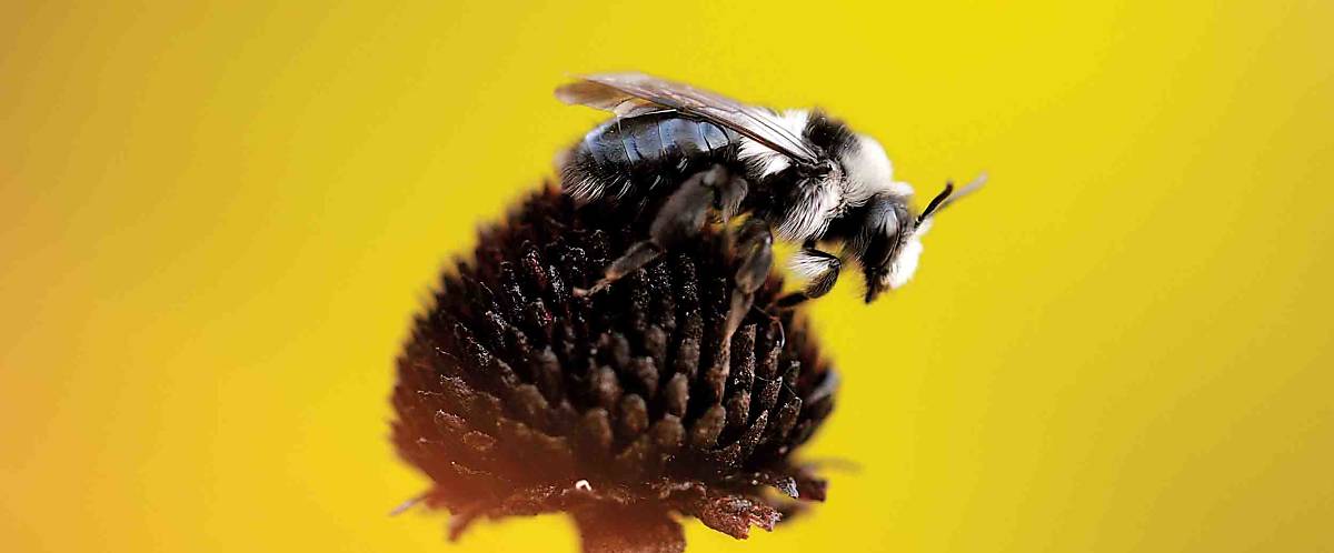 Wildbiene Andrena cneraria