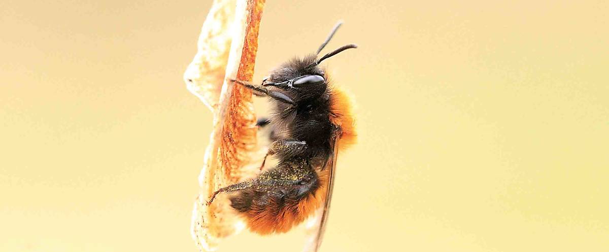 Wildbiene Andrena fulva
