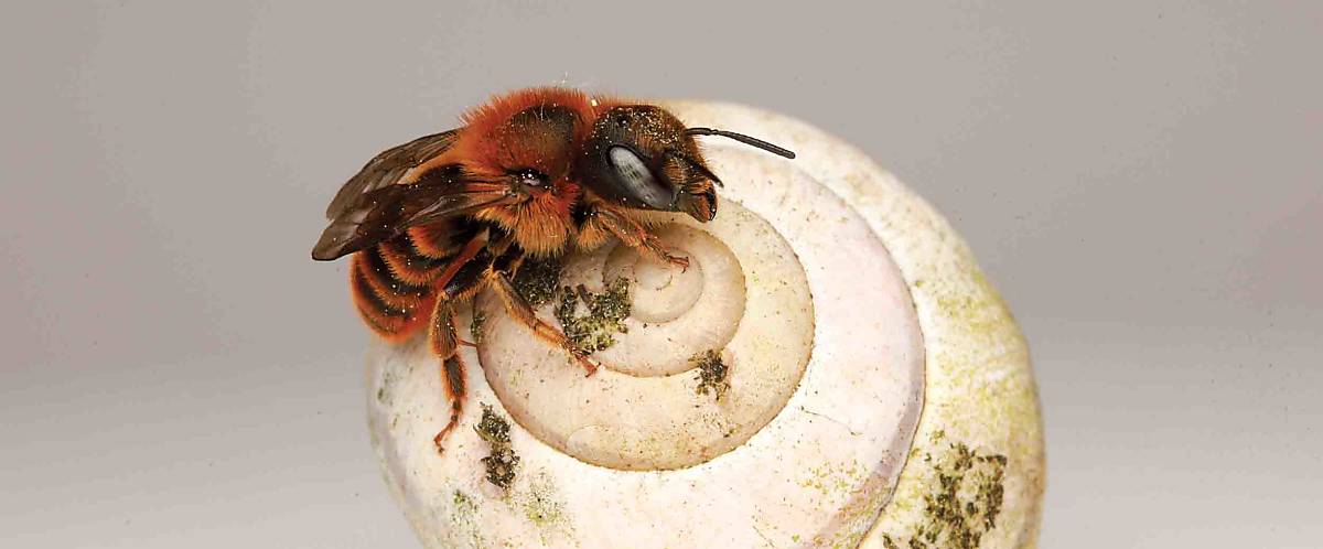 Wildbiene Osmia aurlenta