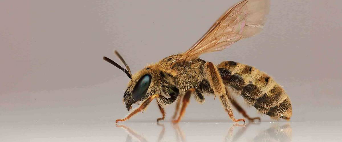 Wildbiene Halictus subaruratus