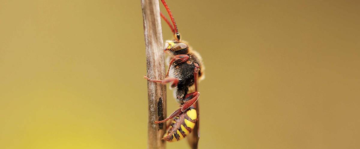 Wildbiene Nomada signata
