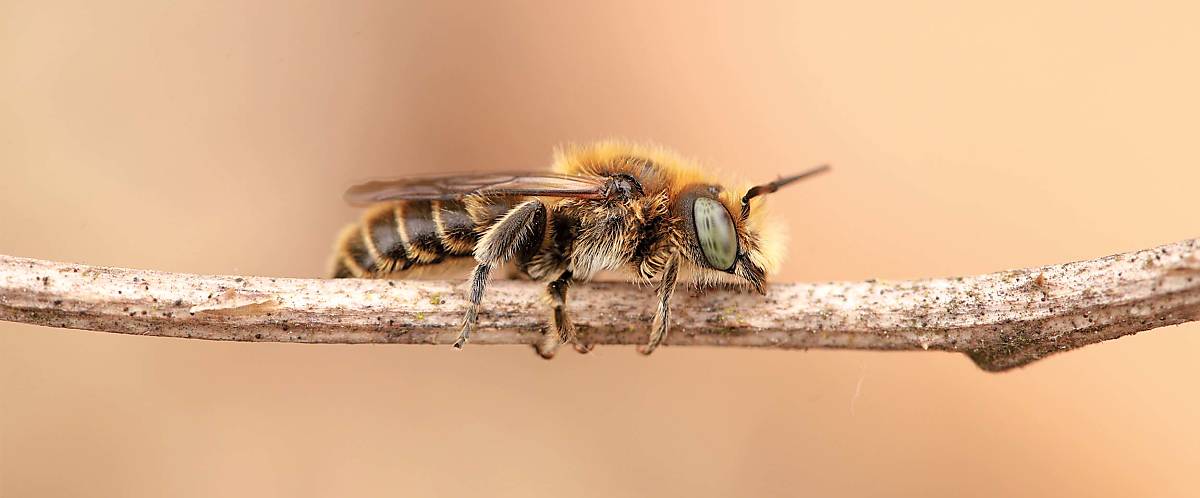 Wildbiene Hoplitis adunca