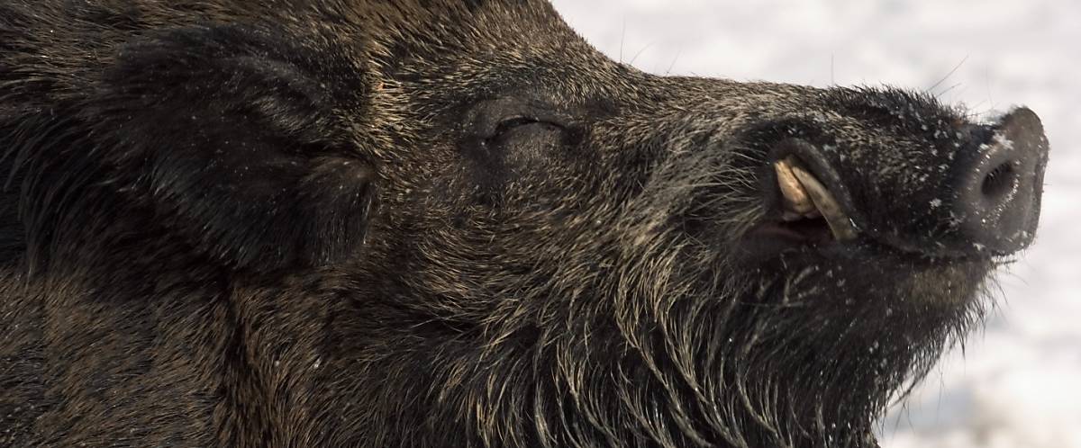 Wildschwein Eckzähne