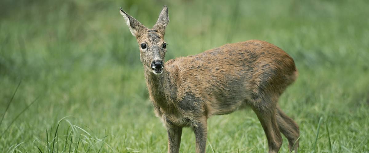 Reh im Gras