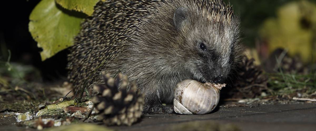 Igel frisst Schnecke